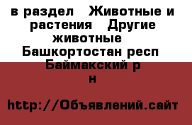  в раздел : Животные и растения » Другие животные . Башкортостан респ.,Баймакский р-н